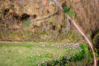 Grass area-structures meadow pasture with Sheep - herd in Kandel in the state Rhineland-Palatinate
