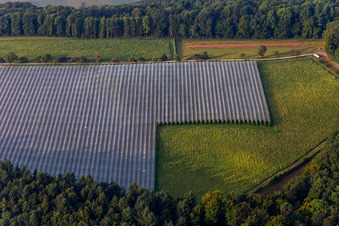 Covered apple orchards in the district Espasingen in Stockach in the state Baden-Wuerttemberg, Germany