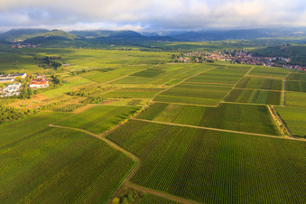 Vineyards in Ilbesheim bei Landau in the state Rhineland-Palatinate, Germany
