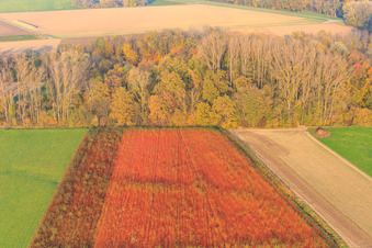 Colorful fields in autumn in Neupotz in the state Rhineland-Palatinate, Germany