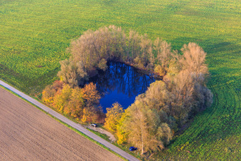 Small fishing pond surrounded by poplars in the Rhine meadows in Leimersheim in the state Rhineland-Palatinate, Germany