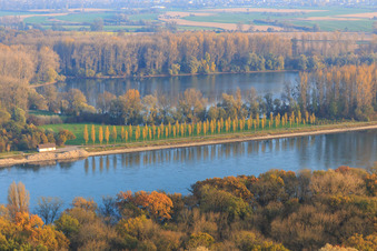 Poplar Avenue on the Rhine in Linkenheim-Hochstetten in the state Baden-Wuerttemberg, Germany