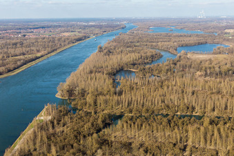 Rhine meadows with silver willow forest in the district Plittersdorf in Rastatt in the state Baden-Wuerttemberg, Germany