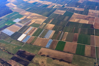 Fruit plantation and fields in the Tiefen Valley in the district Mühlhofen in Billigheim-Ingenheim in the state Rhineland-Palatinate, Germany