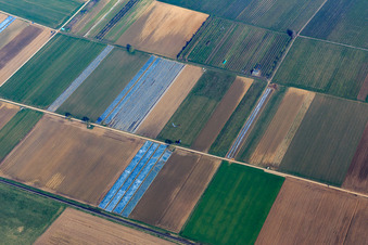 Aerial view of Fruit plantation and fields in the Tiefen Valley in the district Mühlhofen in Billigheim-Ingenheim in the state Rhineland-Palatinate, Germany
