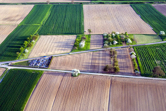 Flowering trees in springtime with shadow forming by light irradiation on a field in Hoffen in Grand Est, France