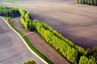 Row of trees on a country road on a field edge in Biblisheim in Grand Est, France