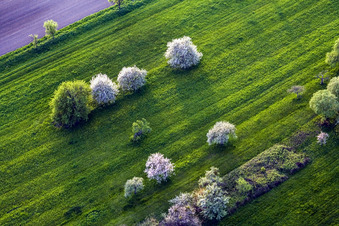 White blossoming trees of fruit cultivation in a meadow in Durrenbach in Grand Est, France