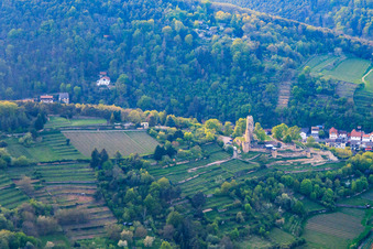Wachtenburg (ruins of Wachenheim Castle) surrounded by rows of vines from the southwest in Wachenheim an der Weinstraße in the state Rhineland-Palatinate, Germany