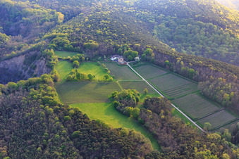Odinstal winery in a clearing on the heights of the Palatinate Forest in Wachenheim an der Weinstraße in the state Rhineland-Palatinate, Germany
