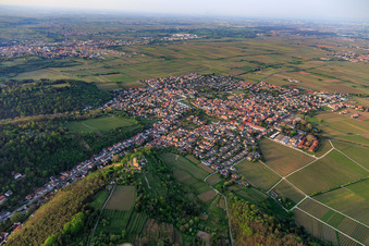 Aerial view of City view from the southeast with Wachtenburg (ruin of Wachenheim Castle) surrounded by rows of vines in Wachenheim an der Weinstraße in the state Rhineland-Palatinate, Germany
