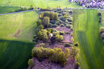 Island of trees in a field in Durrenbach in Grand Est, France