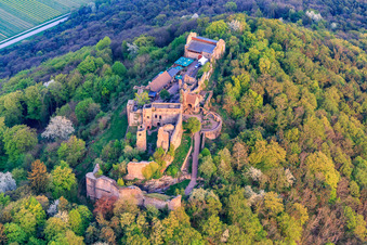 Madenburg castle ruins on an autumnally colored mountain in the Palatinate Forest from the north in Eschbach in the state Rhineland-Palatinate, Germany seen from above
