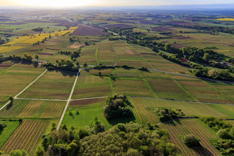 Vineyards of the Southern Palatinate from the west in spring in Dörrenbach in the state Rhineland-Palatinate, Germany