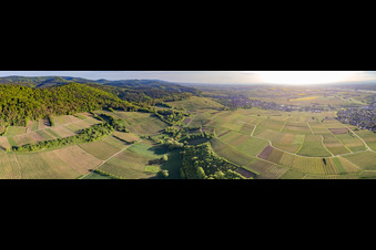 Panoramic perspective fields of wine cultivation landscape "Sonnenberg" in Wissembourg in Grand Est, France