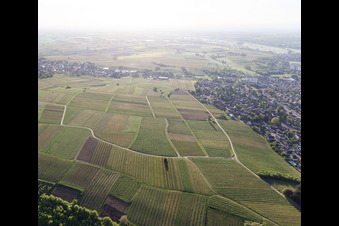Sonnenberg vineyard in Wissembourg in the state Bas-Rhin, France