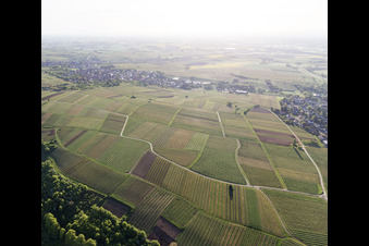 Aerial view of Sonnenberg vineyard in Wissembourg in the state Bas-Rhin, France