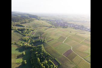 Oblique view of Sonnenberg vineyard in Wissembourg in the state Bas-Rhin, France