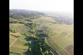 Sonnenberg vineyard in Wissembourg in the state Bas-Rhin, France from above