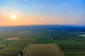 Horbach lowlands in the morning mist in the district Ingenheim in Billigheim-Ingenheim in the state Rhineland-Palatinate, Germany