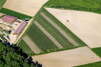 Vineyard near Wissembourg in Rott in the state Bas-Rhin, France
