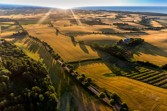 Klintholm Allee on a country road on a field edge on the island Moen in the Baltic sea in Borre in Region Sjaelland, Denmark