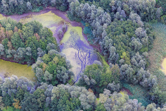 Aerial view of Pond with duckweed in the district Garlstorf in Bleckede in the state Lower Saxony, Germany
