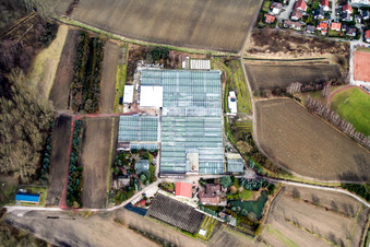 Geranium nursery in Hagenbach in the state Rhineland-Palatinate, Germany