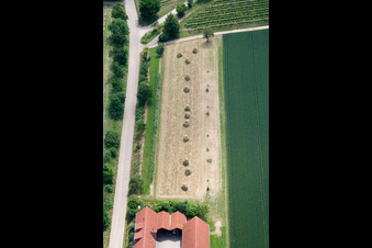 Lindenhof Winery in the district Mühlhofen in Billigheim-Ingenheim in the state Rhineland-Palatinate, Germany