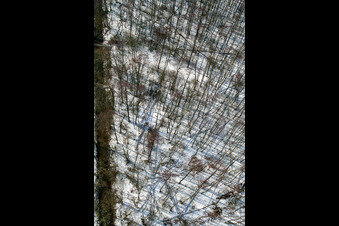 Bienwald in winter with snow in the district Büchelberg in Wörth am Rhein in the state Rhineland-Palatinate, Germany