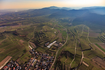 Terraced vineyards on the Kaiserstuhl in Bahlingen am Kaiserstuhl in the state Baden-Wuerttemberg, Germany