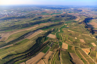 Terraced vineyards in the Kaiserstuhl region near the Wihlbach valley in Bahlingen am Kaiserstuhl in the state Baden-Wuerttemberg, Germany