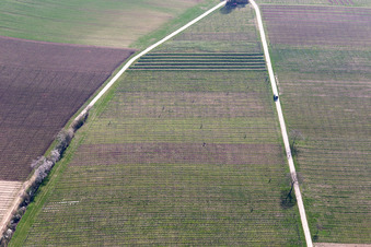 Driven hunt in the vineyard in Billigheim-Ingenheim in the state Rhineland-Palatinate, Germany