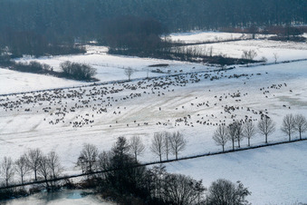 Winter meadow pasture with Sheep - herd in Freckenfeld in the state Rhineland-Palatinate