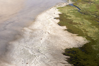 Cattle in the dunes on the sandy beach in Fanø in the state South Denmark, Denmark