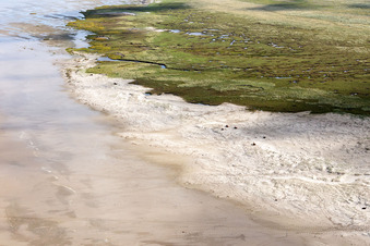 Aerial photograpy of Cattle in the dunes on the sandy beach in Fanø in the state South Denmark, Denmark
