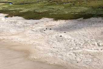 Oblique view of Cattle in the dunes on the sandy beach in Fanø in the state South Denmark, Denmark