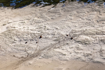 Cattle in the dunes on the sandy beach in Fanø in the state South Denmark, Denmark from above
