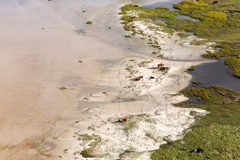 Cattle in the dunes on the sandy beach in Fanø in the state South Denmark, Denmark seen from above
