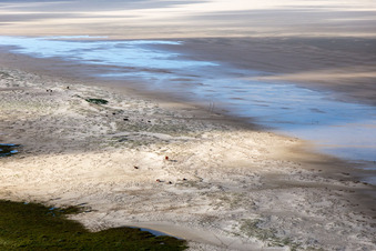 Cattle in the dunes on the sandy beach in Fanø in the state South Denmark, Denmark viewn from the air
