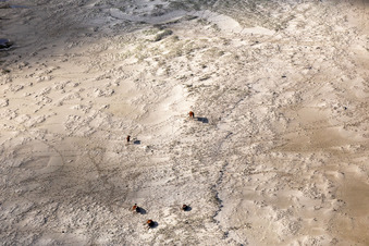 Drone image of Cattle in the dunes on the sandy beach in Fanø in the state South Denmark, Denmark