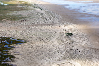 Cattle in the dunes on the sandy beach in Fanø in the state South Denmark, Denmark from the drone perspective