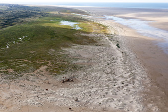 Cattle in the dunes on the sandy beach in Fanø in the state South Denmark, Denmark from a drone