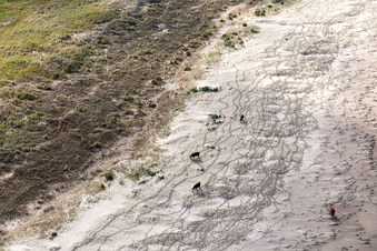 Cattle in the dunes on the sandy beach in Fanø in the state South Denmark, Denmark seen from a drone