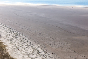Aerial view of Cattle in the dunes on the sandy beach in Fanø in the state South Denmark, Denmark