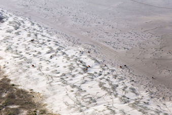 Aerial photograpy of Cattle in the dunes on the sandy beach in Fanø in the state South Denmark, Denmark