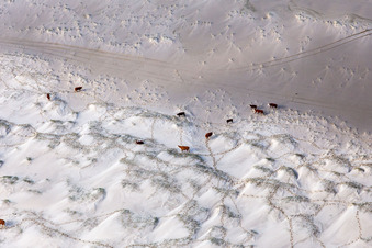 Aerial view of Beach landscape along the at the North Sea in Fanoe in Syddanmark, Denmark