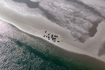 Sea lions and harbor seals at the tidal creek to the sandbank Peter Meyers in Fanø in the state South Denmark, Denmark