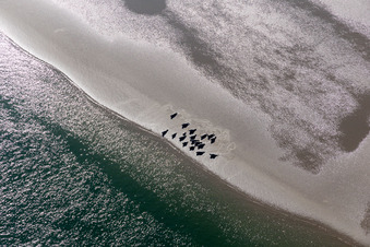 Seals on a Sand bankarea at the sourthern coast of Fanoe in Syddanmark, Denmark