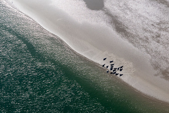 Aerial view of Sea lions and harbor seals at the tidal creek to the sandbank Peter Meyers in Fanø in the state South Denmark, Denmark